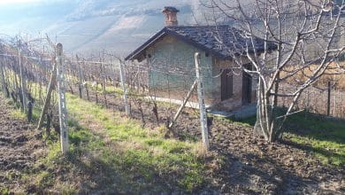 Nebbiolo and Barolo: a dance of the grape and the land.