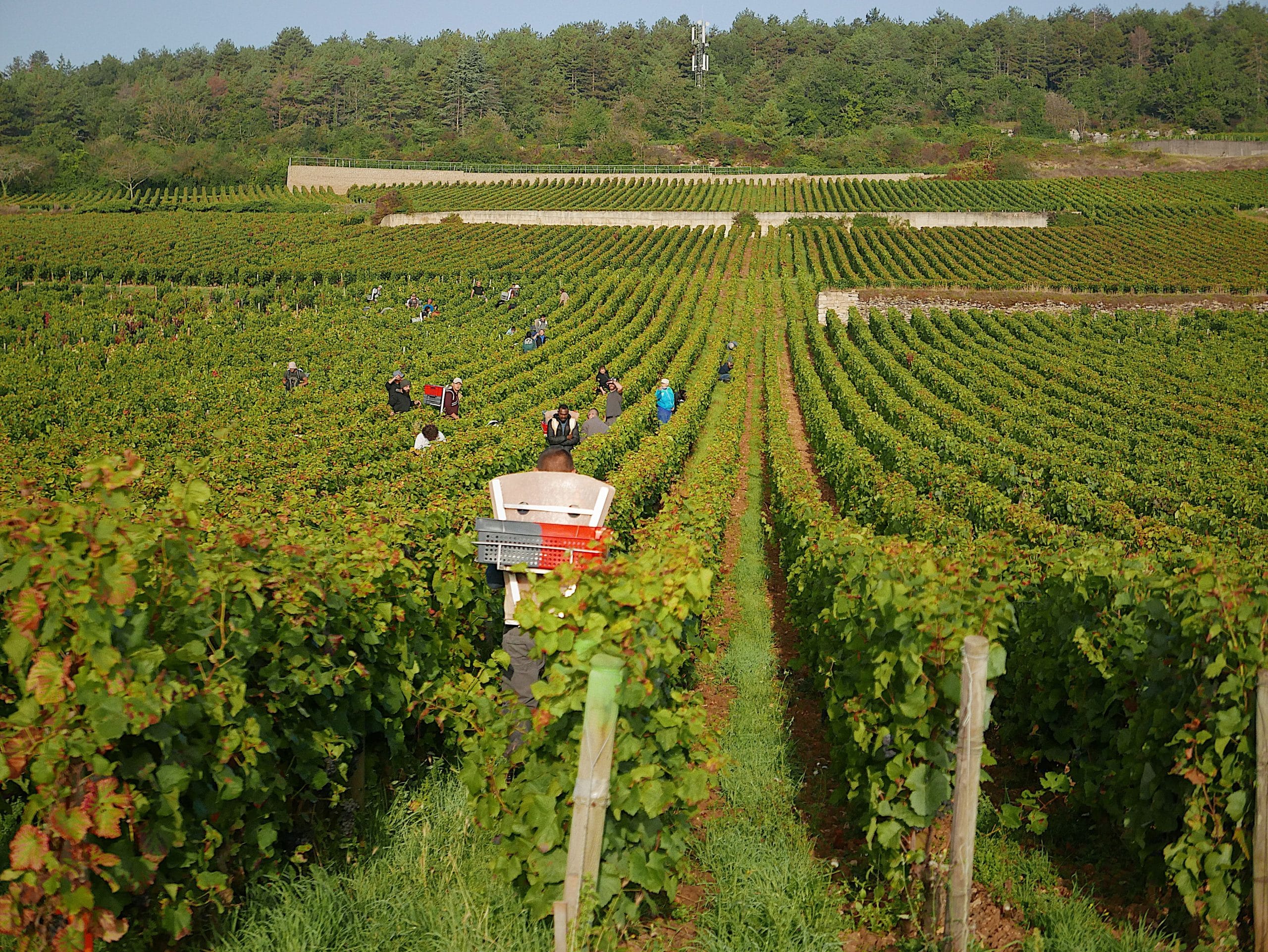 Strictly vineyards from Santenay to Dijon