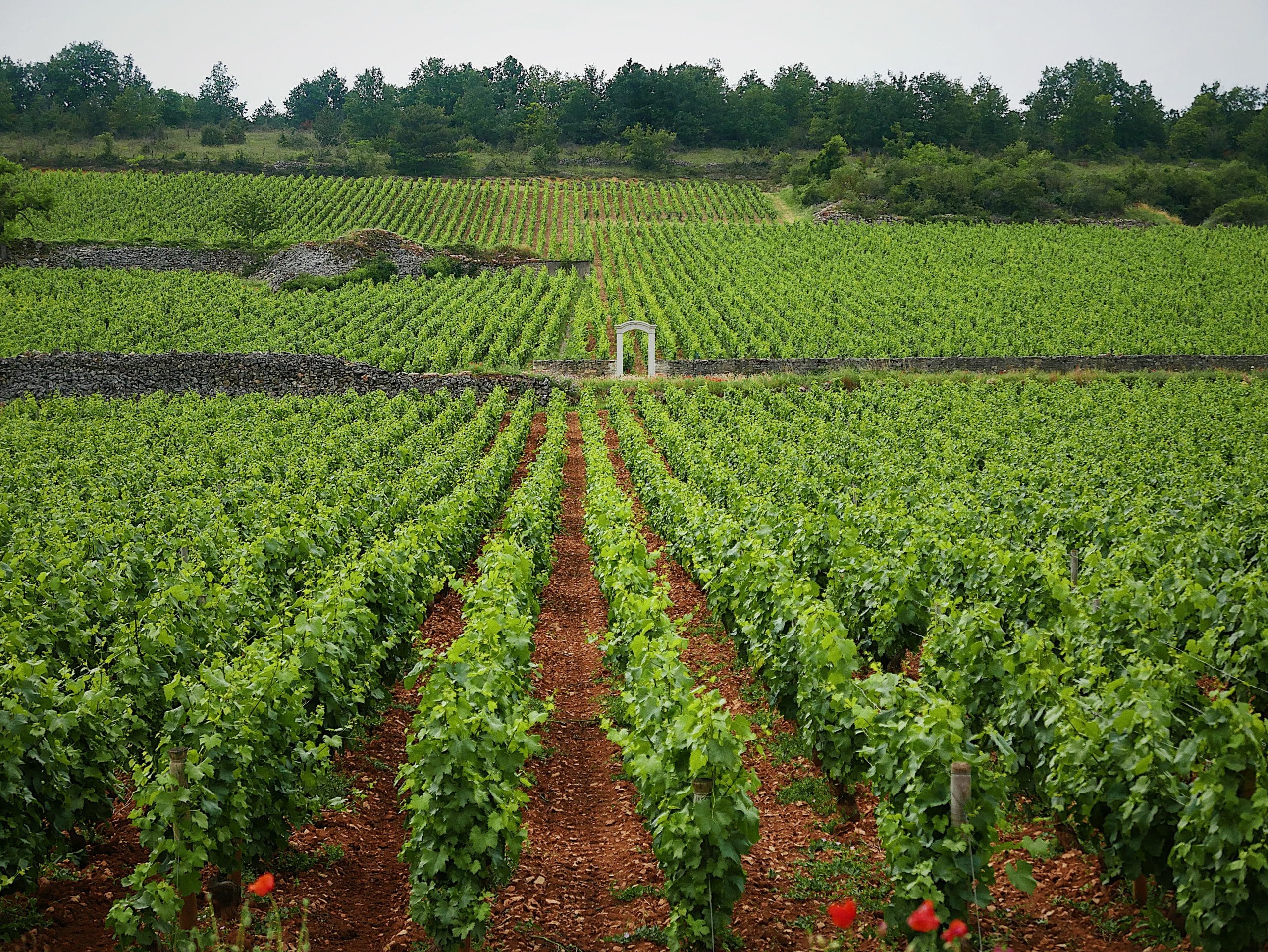 For grapes grown anywhere in Burgundy