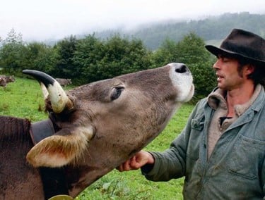 filling cow horns