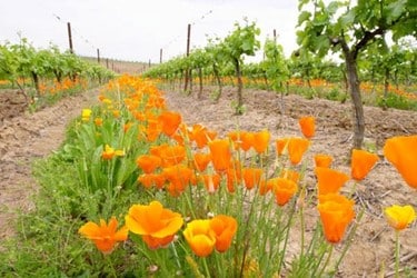 The thought process behind Biodynamic viticulture