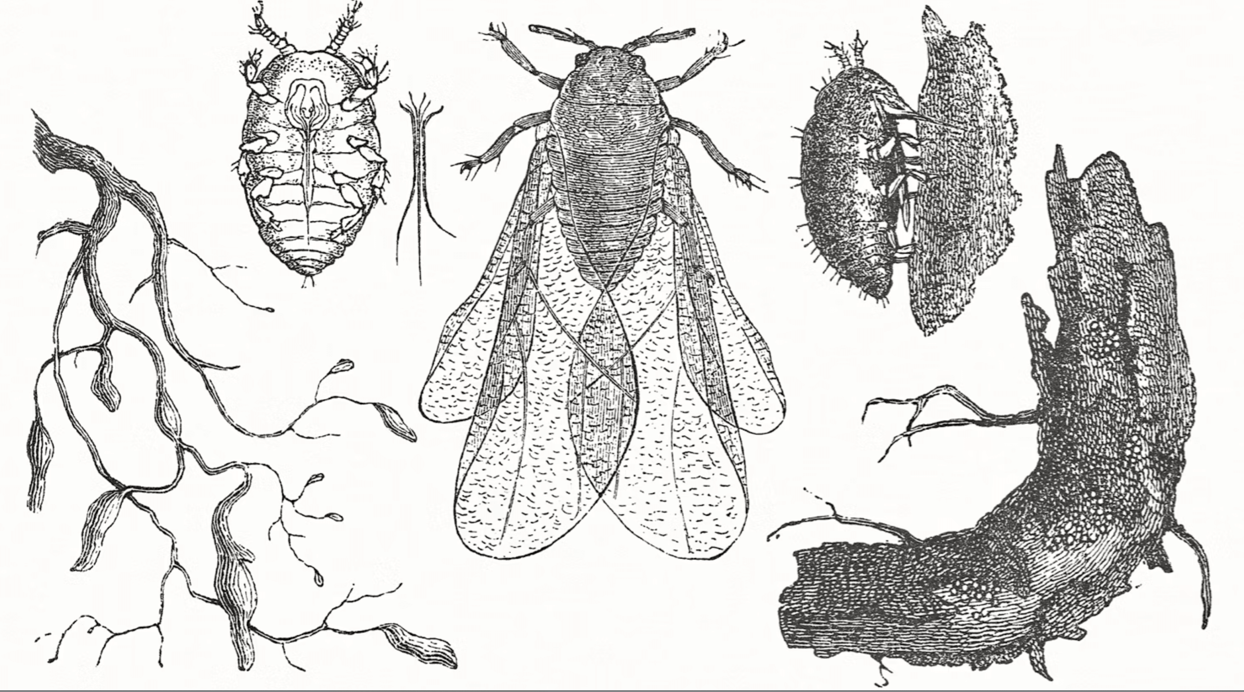 Phylloxera is a microscopic aphid-like insect