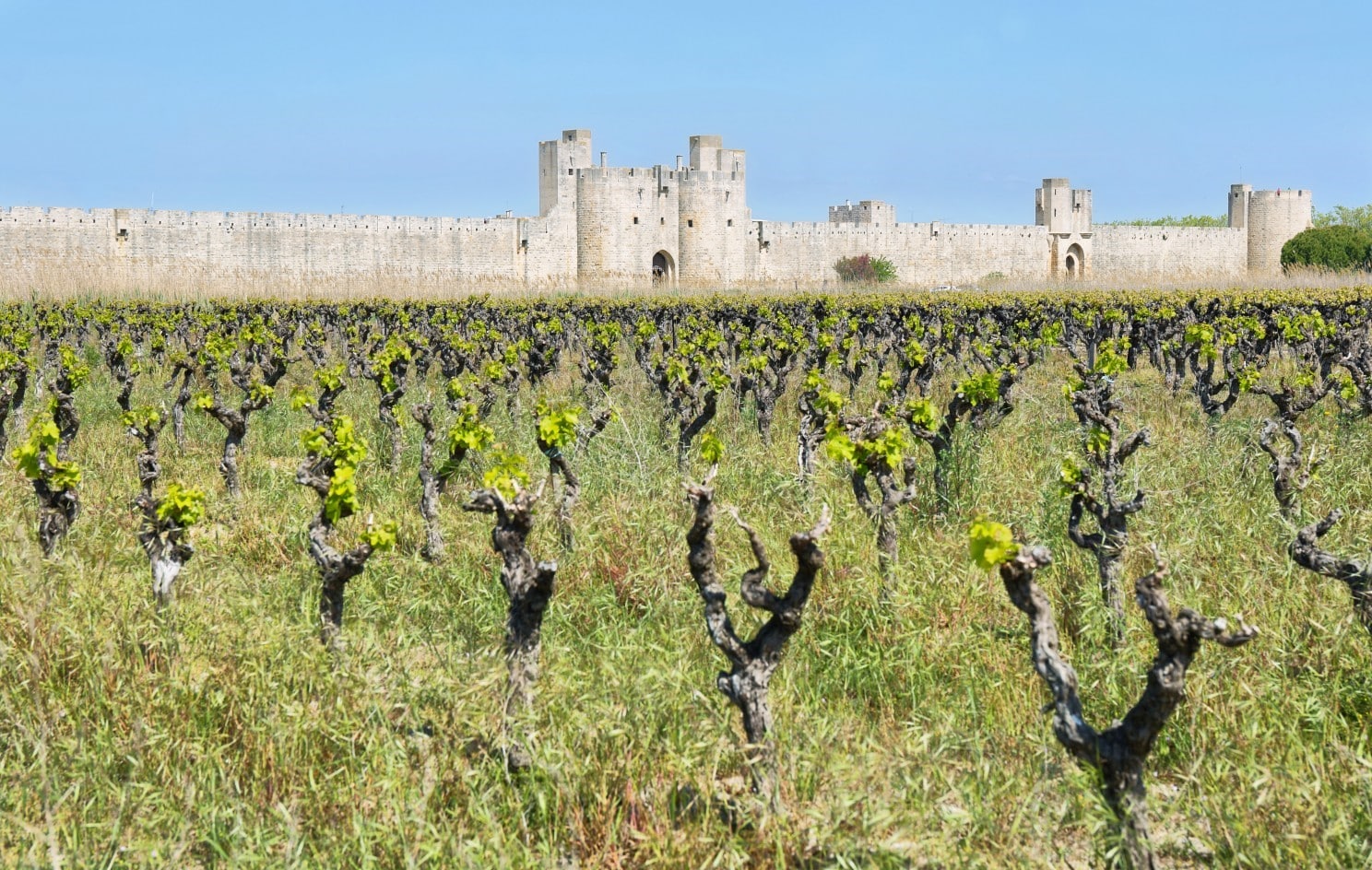 The so-called “Super-Seconds” are Deuxième Grand Cru Classé estates (2nd Growths)