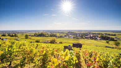 Introduction to Burgundy’s wine classification: A legacy of 1855