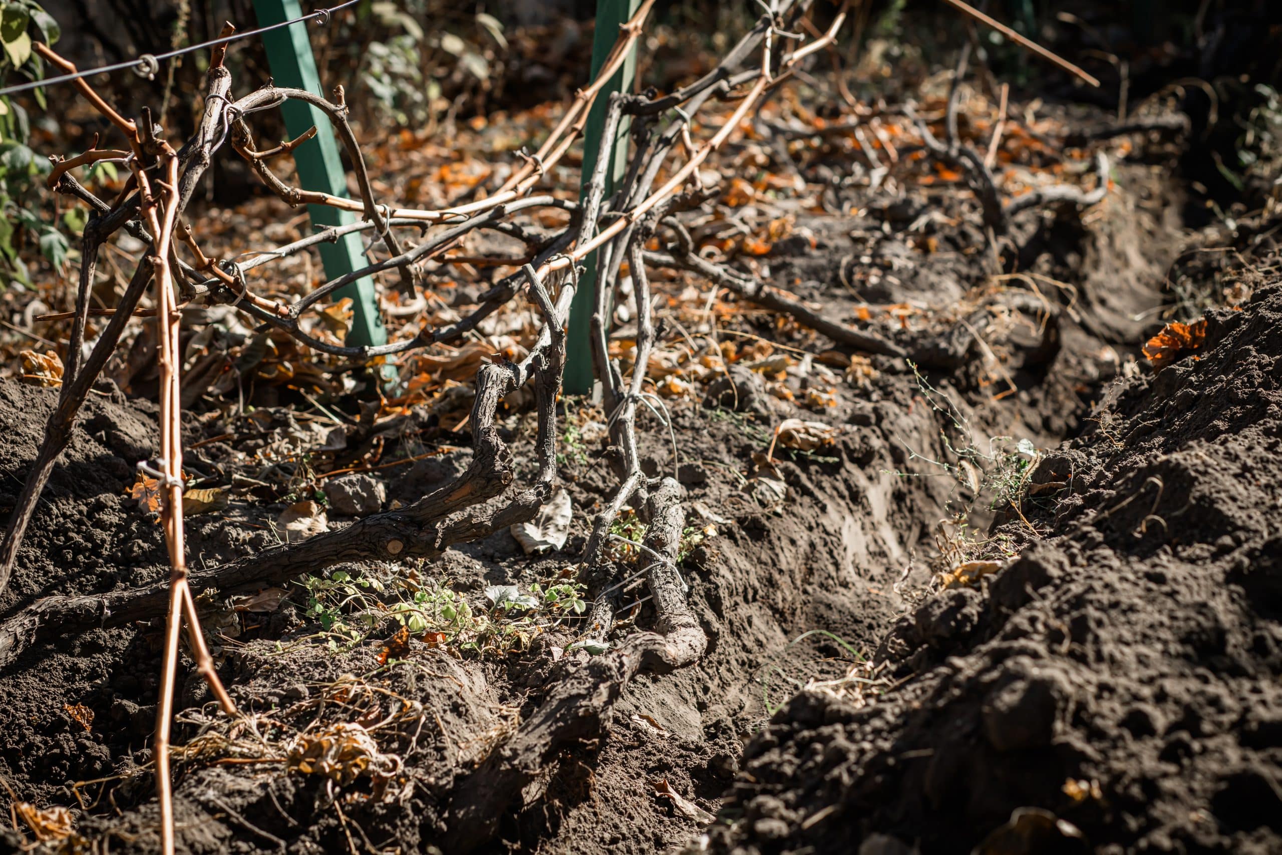 Grafting onto American rootstock